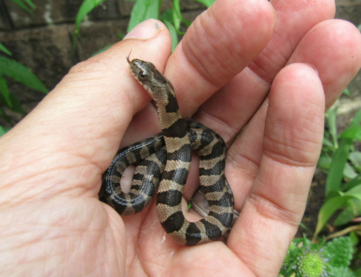 Midland Water Snake